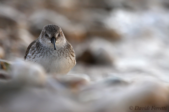 Piovanello pancianera